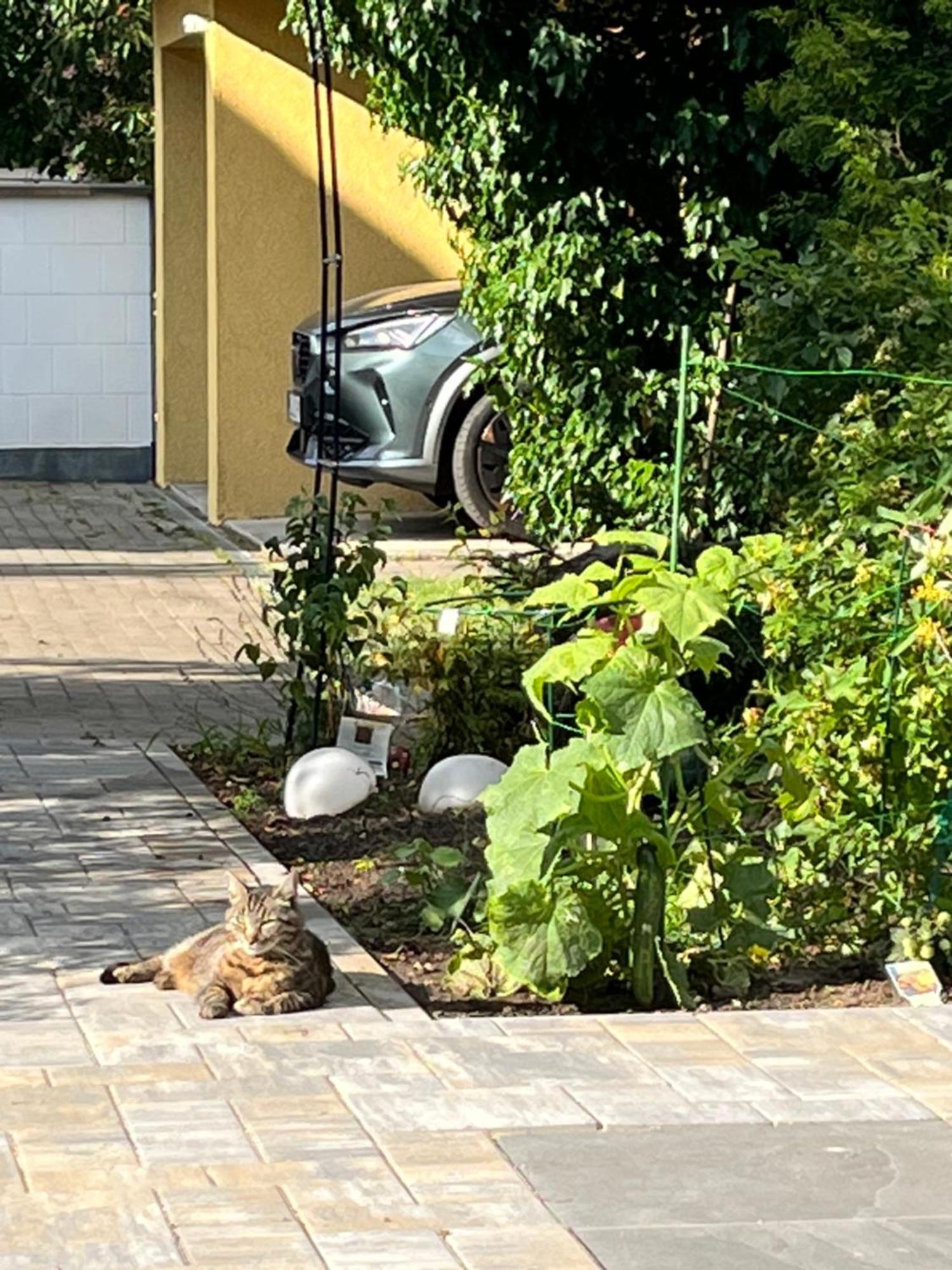 Apartmán Elbidyll Magdeburk Exteriér fotografie